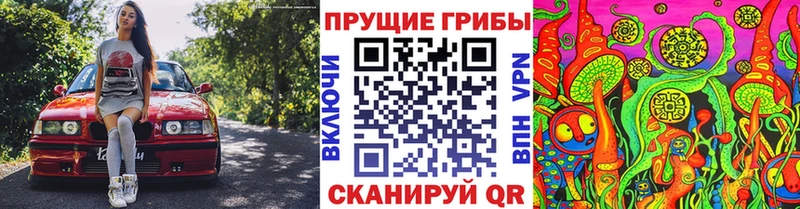 МЕГА tor  наркошоп  Кондопога  Псилоцибиновые грибы Psilocybe 